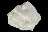 Fossil Ammonite (Oxycerites) - France #104571-1